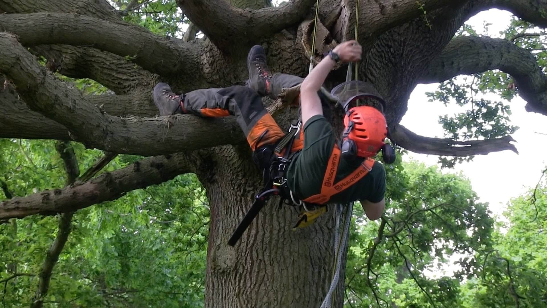 Arborist Consultations-Palm Beach Island Tree Trimming and Tree Removal Services-We Offer Tree Trimming Services, Tree Removal, Tree Pruning, Tree Cutting, Residential and Commercial Tree Trimming Services, Storm Damage, Emergency Tree Removal, Land Clearing, Tree Companies, Tree Care Service, Stump Grinding, and we're the Best Tree Trimming Company Near You Guaranteed!