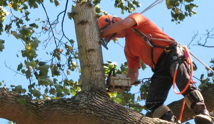 Palm Beach Island Tree Trimming and Tree Removal Services Header-We Offer Tree Trimming Services, Tree Removal, Tree Pruning, Tree Cutting, Residential and Commercial Tree Trimming Services, Storm Damage, Emergency Tree Removal, Land Clearing, Tree Companies, Tree Care Service, Stump Grinding, and we're the Best Tree Trimming Company Near You Guaranteed!