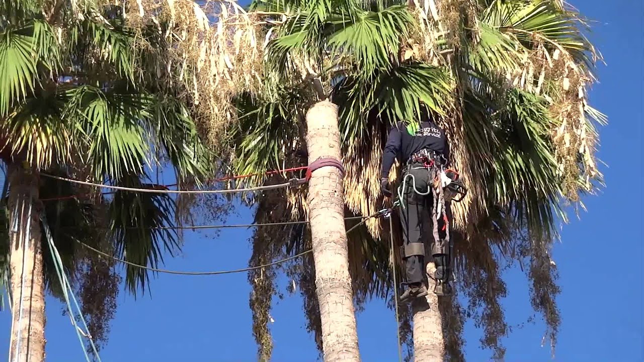 Palm Tree Removal-Palm Beach Island Tree Trimming and Tree Removal Services-We Offer Tree Trimming Services, Tree Removal, Tree Pruning, Tree Cutting, Residential and Commercial Tree Trimming Services, Storm Damage, Emergency Tree Removal, Land Clearing, Tree Companies, Tree Care Service, Stump Grinding, and we're the Best Tree Trimming Company Near You Guaranteed!