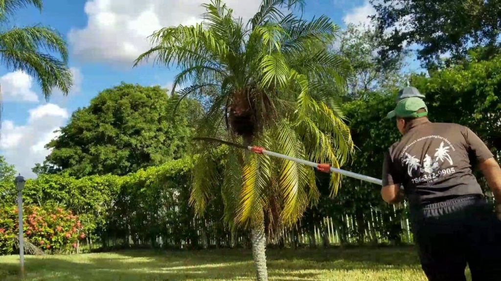 Palm Tree Trimming & Palm Tree Removal-Palm Beach Island Tree Trimming and Tree Removal Services-We Offer Tree Trimming Services, Tree Removal, Tree Pruning, Tree Cutting, Residential and Commercial Tree Trimming Services, Storm Damage, Emergency Tree Removal, Land Clearing, Tree Companies, Tree Care Service, Stump Grinding, and we're the Best Tree Trimming Company Near You Guaranteed!
