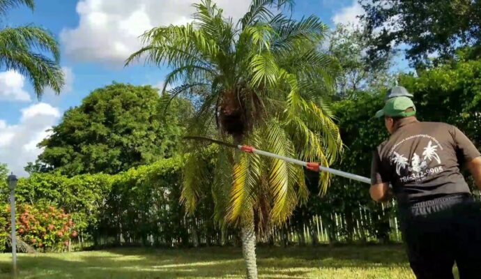 Palm Tree Trimming & Palm Tree Removal-Palm Beach Island Tree Trimming and Tree Removal Services-We Offer Tree Trimming Services, Tree Removal, Tree Pruning, Tree Cutting, Residential and Commercial Tree Trimming Services, Storm Damage, Emergency Tree Removal, Land Clearing, Tree Companies, Tree Care Service, Stump Grinding, and we're the Best Tree Trimming Company Near You Guaranteed!