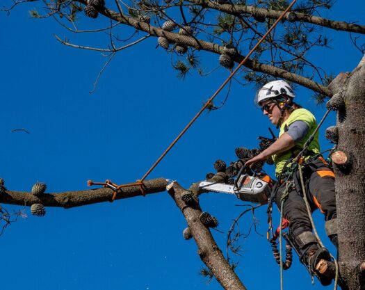 Tree Cutting-Palm Beach Island Tree Trimming and Tree Removal Services-We Offer Tree Trimming Services, Tree Removal, Tree Pruning, Tree Cutting, Residential and Commercial Tree Trimming Services, Storm Damage, Emergency Tree Removal, Land Clearing, Tree Companies, Tree Care Service, Stump Grinding, and we're the Best Tree Trimming Company Near You Guaranteed!