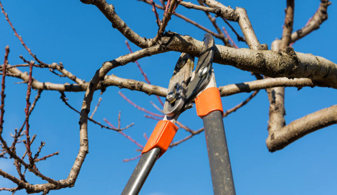 Tree Pruning & Tree Removal-Palm Beach Island Tree Trimming and Tree Removal Services-We Offer Tree Trimming Services, Tree Removal, Tree Pruning, Tree Cutting, Residential and Commercial Tree Trimming Services, Storm Damage, Emergency Tree Removal, Land Clearing, Tree Companies, Tree Care Service, Stump Grinding, and we're the Best Tree Trimming Company Near You Guaranteed!