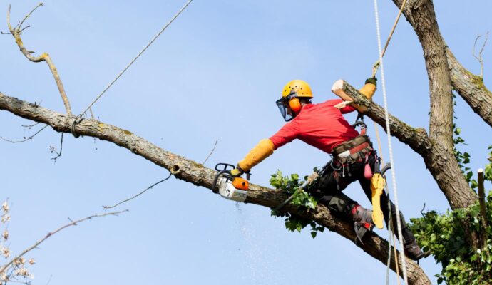 Tree Trimming Services-Palm Beach Island Tree Trimming and Tree Removal Services-We Offer Tree Trimming Services, Tree Removal, Tree Pruning, Tree Cutting, Residential and Commercial Tree Trimming Services, Storm Damage, Emergency Tree Removal, Land Clearing, Tree Companies, Tree Care Service, Stump Grinding, and we're the Best Tree Trimming Company Near You Guaranteed!
