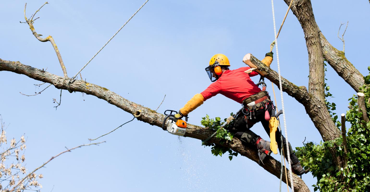 Tree Trimming Services-Palm Beach Island Tree Trimming and Tree Removal Services-We Offer Tree Trimming Services, Tree Removal, Tree Pruning, Tree Cutting, Residential and Commercial Tree Trimming Services, Storm Damage, Emergency Tree Removal, Land Clearing, Tree Companies, Tree Care Service, Stump Grinding, and we're the Best Tree Trimming Company Near You Guaranteed!