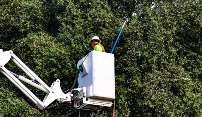 Commercial-Tree-Services-Services Pro-Tree-Trimming-Removal-Team-of-Palm Beach Island