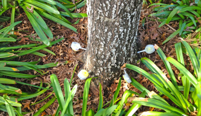 Deep Root Injection Near Me-Pro Tree Trimming & Removal Team of Palm Beach Island