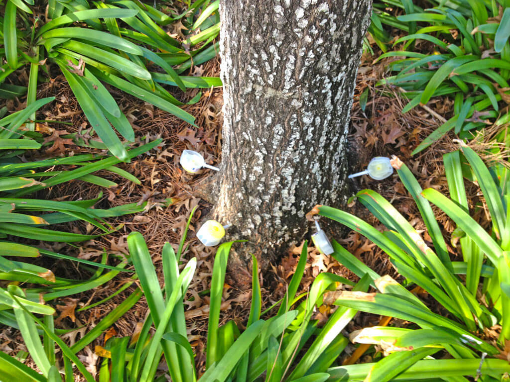 Deep Root Injection Near Me-Pro Tree Trimming & Removal Team of Palm Beach Island
