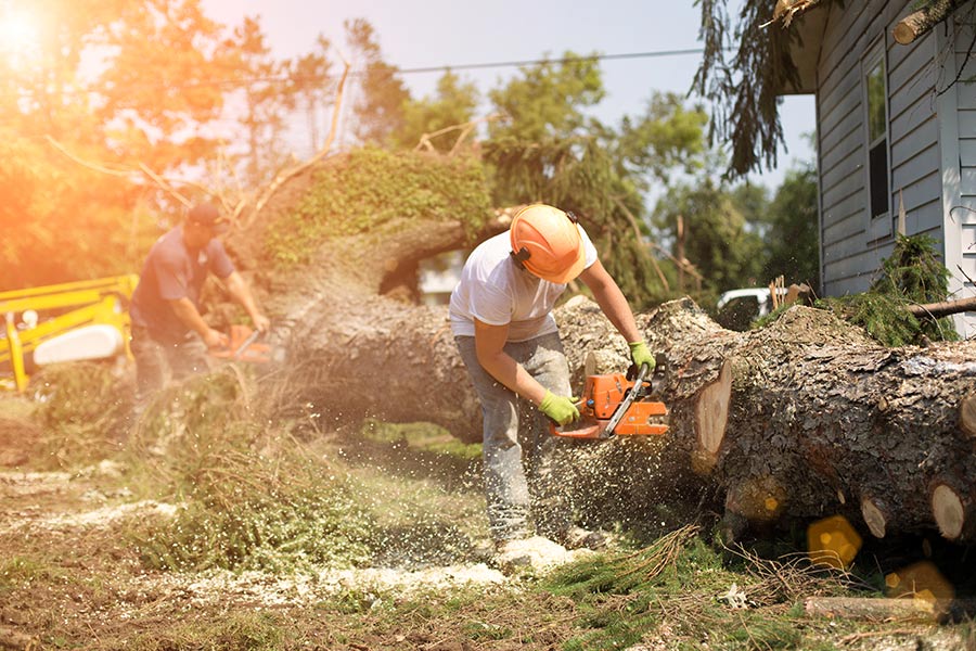 Emergency Tree Removal Palm Beach Island-Pro Tree Trimming & Removal Team of Palm Beach Island