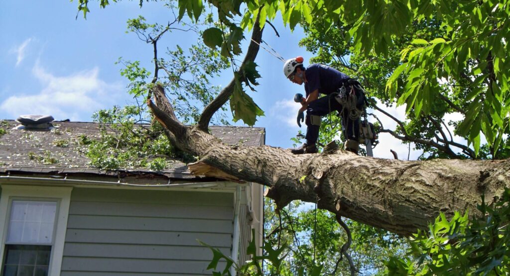 Emergency-Tree-Removal-Services Pro-Tree-Trimming-Removal-Team-of-Palm Beach Island