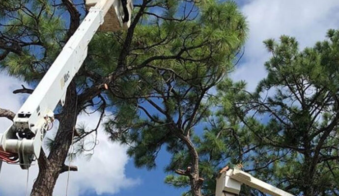 Palm Beach Island Commercial Tree Services-Pro Tree Trimming & Removal Team of Palm Beach Island
