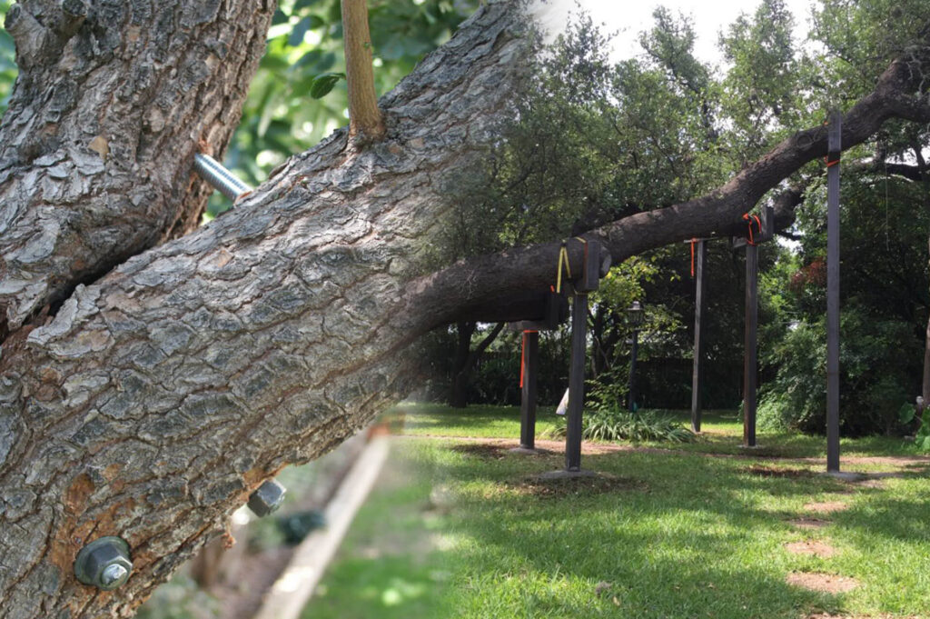 Palm Beach Island Tree Bracing & Tree Cabling-Pro Tree Trimming & Removal Team of Palm Beach Island