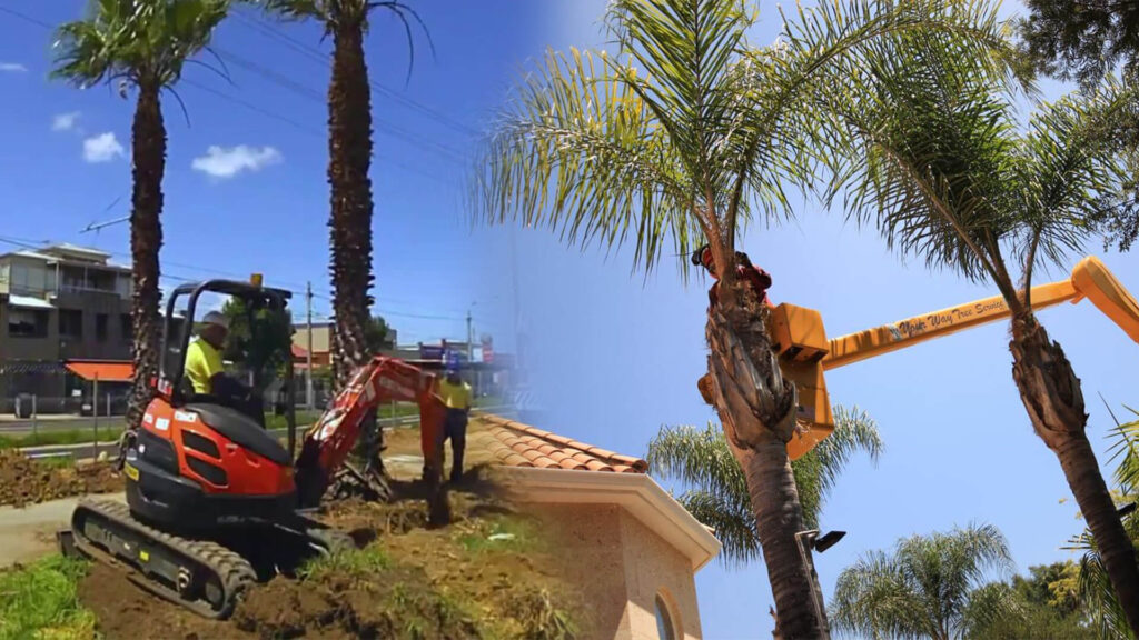 Palm Tree Trimming & Palm Tree Removal Near Me-Pro Tree Trimming & Removal Team of Palm Beach Island