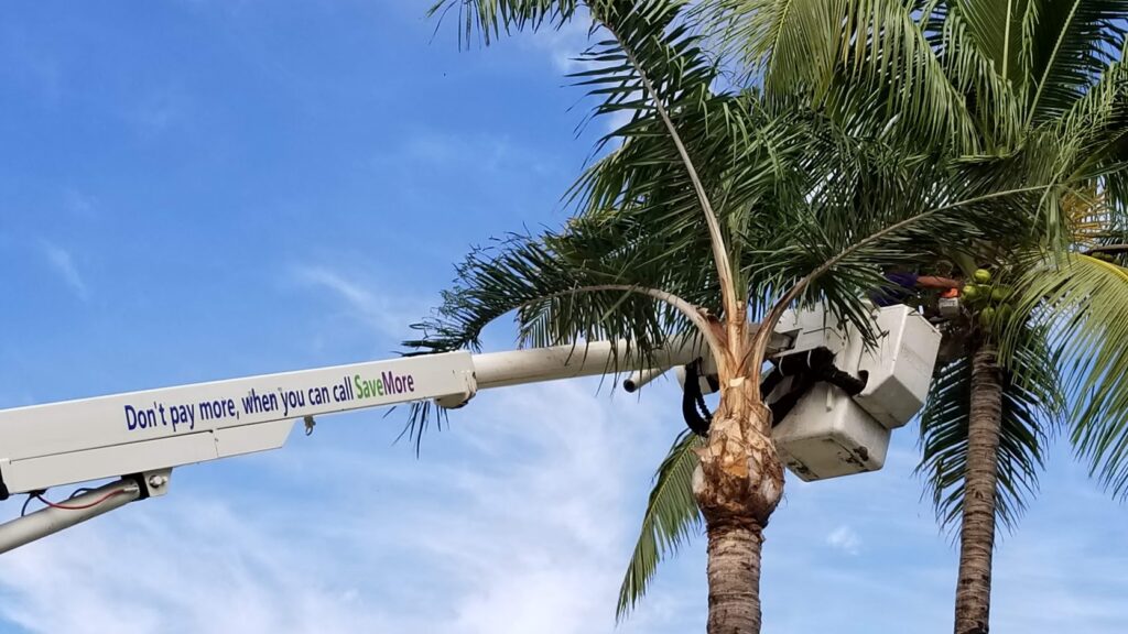 Palm Tree Trimming & Palm Tree Removal Palm Beach Island-Pro Tree Trimming & Removal Team of Palm Beach Island