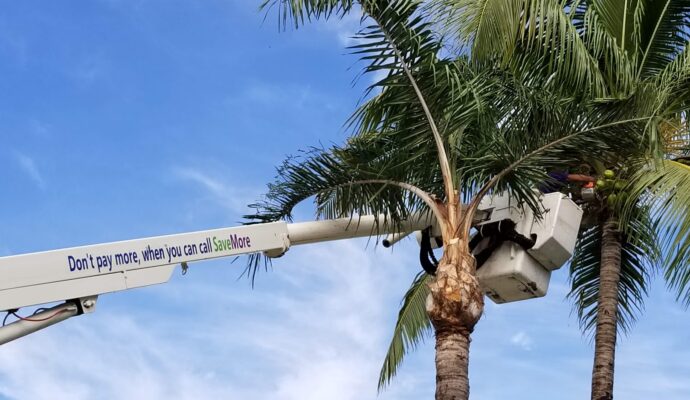 Palm Tree Trimming & Palm Tree Removal Palm Beach Island-Pro Tree Trimming & Removal Team of Palm Beach Island