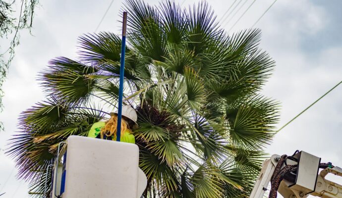 Palm-Tree-Trimming-Palm-Tree-Removal-Services Pro-Tree-Trimming-Removal-Team-of-Palm Beach Island