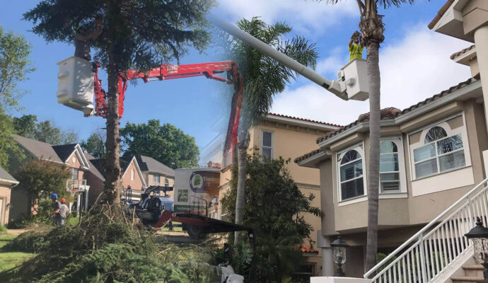 Residential Tree Services Affordable-Pro Tree Trimming & Removal Team of Palm Beach Island