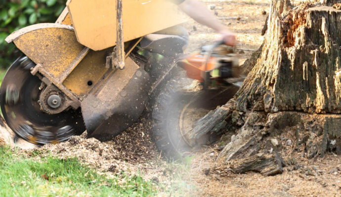 Stump Grinding & Removal Near Me-Pro Tree Trimming & Removal Team of Palm Beach Island