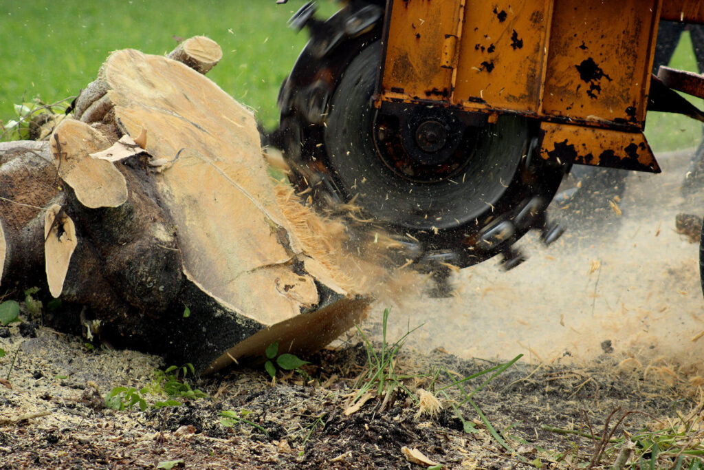 Stump-Grinding-Removal-Services Pro-Tree-Trimming-Removal-Team-of-Palm Beach Island