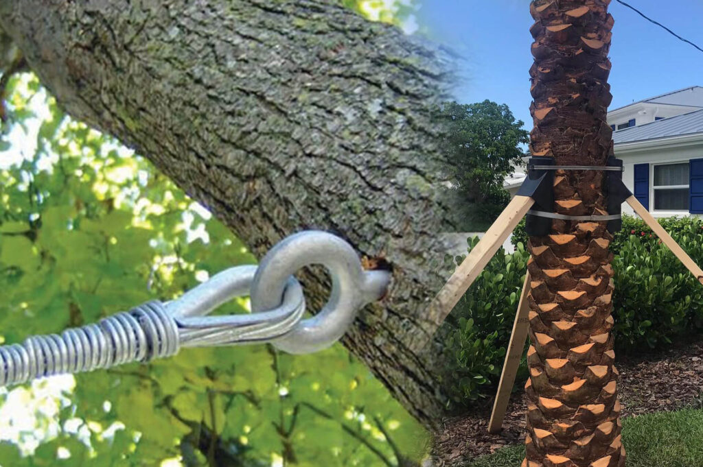 Tree Bracing & Tree Cabling Affordable-Pro Tree Trimming & Removal Team of Palm Beach Island
