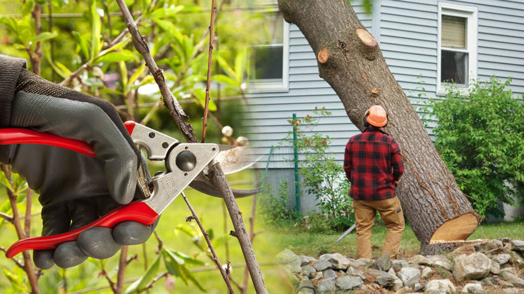 Tree Pruning & Tree Removal Near Me-Pro Tree Trimming & Removal Team of Palm Beach Island