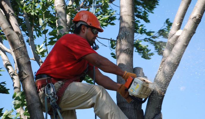 Tree Pruning & Tree Removal Palm Beach Island-Pro Tree Trimming & Removal Team of Palm Beach Island