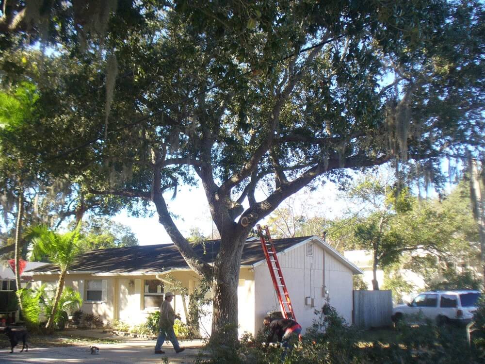 Tree-Pruning-Tree-Removal-Services Pro-Tree-Trimming-Removal-Team-of-Palm Beach Island