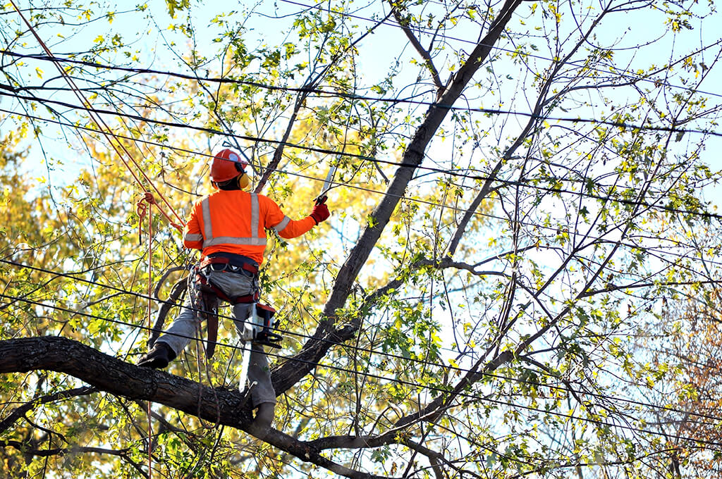 Tree Trimming Services Affordable-Pro Tree Trimming & Removal Team of Palm Beach Island
