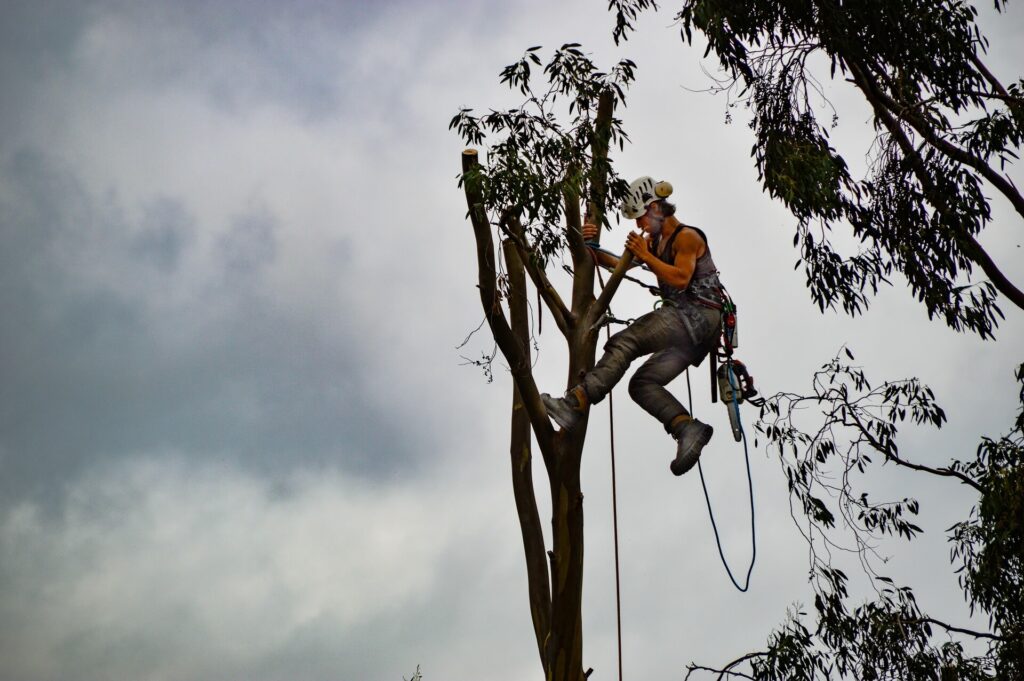 Tree-Trimming-Services-Services Pro-Tree-Trimming-Removal-Team-of Palm Beach Island