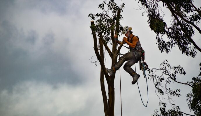 Tree-Trimming-Services-Services Pro-Tree-Trimming-Removal-Team-of Palm Beach Island