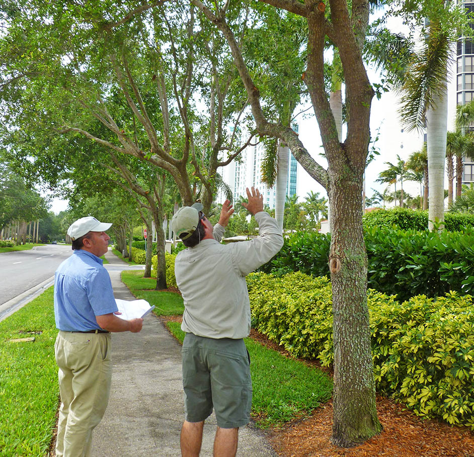 Arborist Consultations-Pros-Pro Tree Trimming & Removal Team of Palm Beach Island