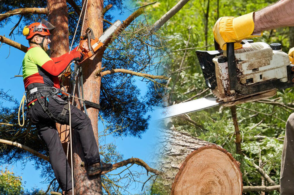 Commercial Tree Services Experts-Pro Tree Trimming & Removal Team of Palm Beach Island