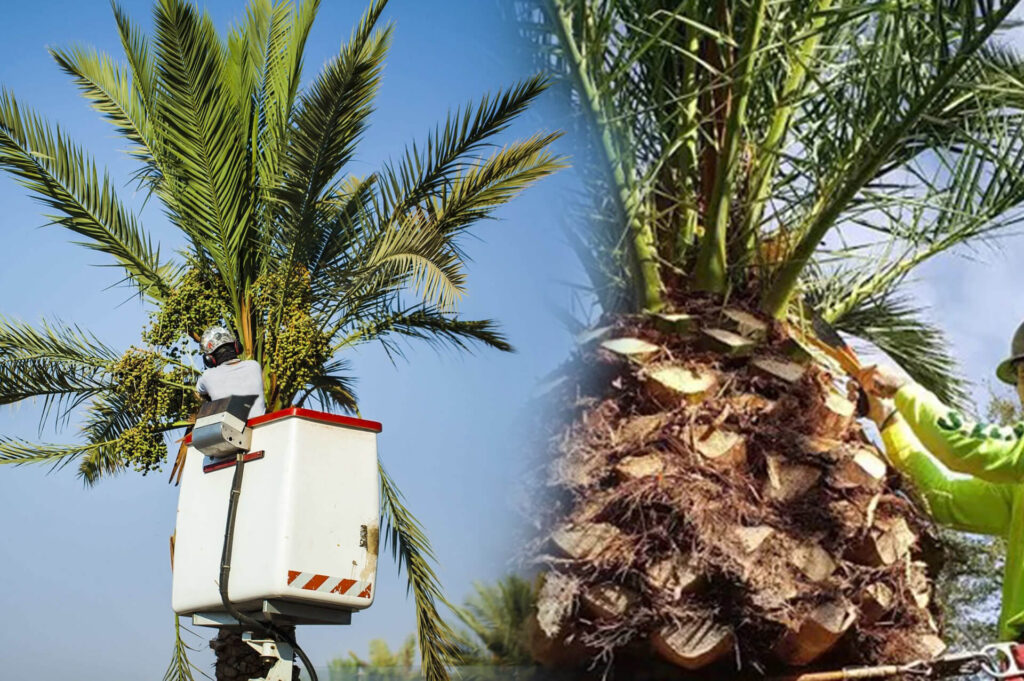 Palm Tree Trimming & Palm Tree Removal Experts-Pro Tree Trimming & Removal Team of Palm Beach Island