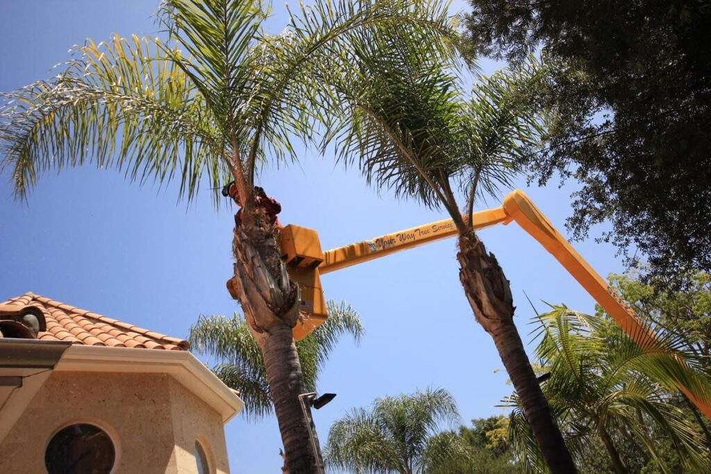 Palm Tree Trimming-Pros-Pro Tree Trimming & Removal Team of Palm Beach Island