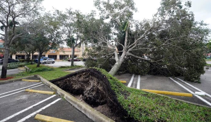 Storm Damage-Pros-Pro Tree Trimming & Removal Team of Palm Beach Island