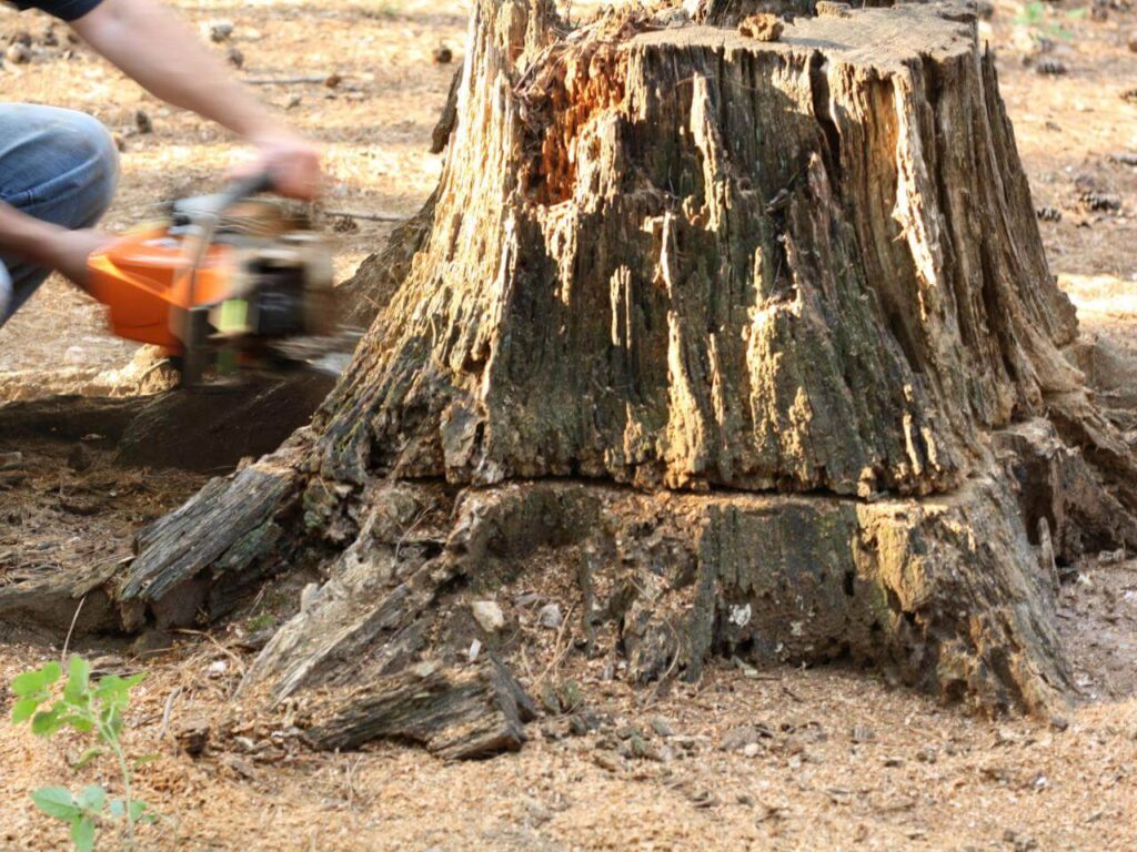 Stump Removal-Pros-Pro Tree Trimming & Removal Team of Palm Beach Island