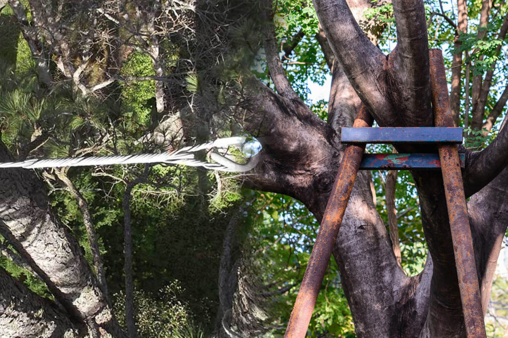 Tree Bracing & Tree Cabling Experts-Pro Tree Trimming & Removal Team of Palm Beach Island