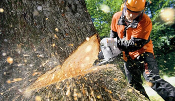 Tree Cutting-Pros-Pro Tree Trimming & Removal Team of Palm Beach Island