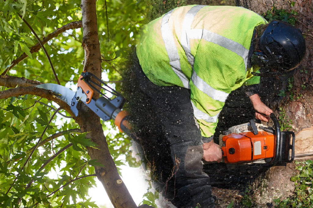 Tree Pruning & Tree Removal Experts-Pro Tree Trimming & Removal Team of Palm Beach Island