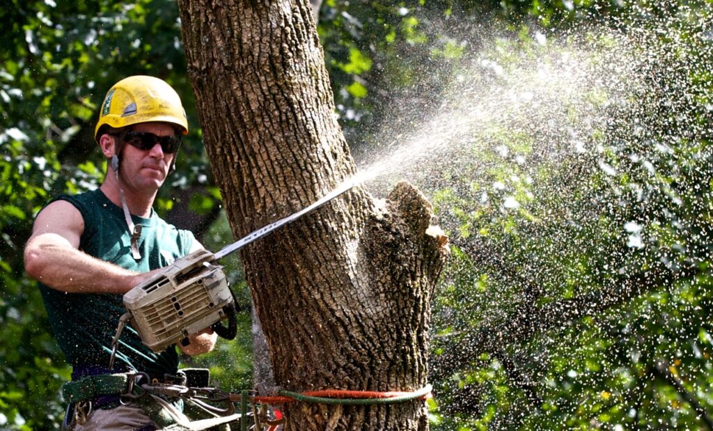 Tree Trimming-Pros-Pro Tree Trimming & Removal Team of Palm Beach Island