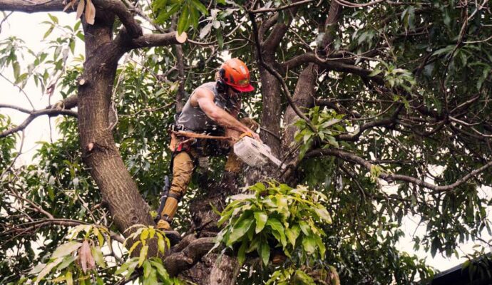 Tree Trimming Services Experts-Pro Tree Trimming & Removal Team of Palm Beach Island